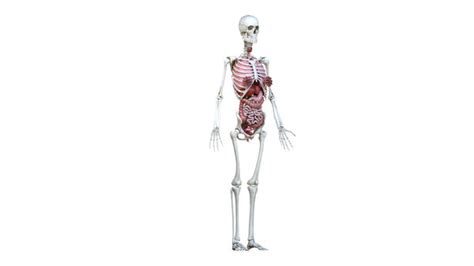 Female Body Skeleton Organs 3d Model Turbosquid 1524741