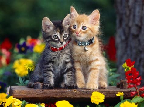 Doua Pisici Dragute Cats Wallpapers Poze Pisici Pisicute Geniale Poze
