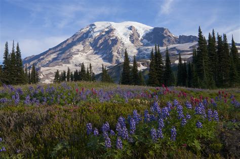 Mt Rainier National Park Area Travel Usa Lonely Planet