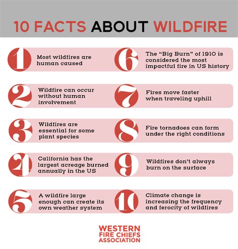10 Interesting Facts About Wildfires Wfca