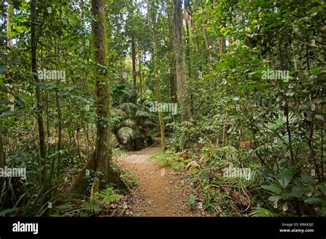 Walking Track Through Dense Emerald Green Vegetation Of Rainforest In