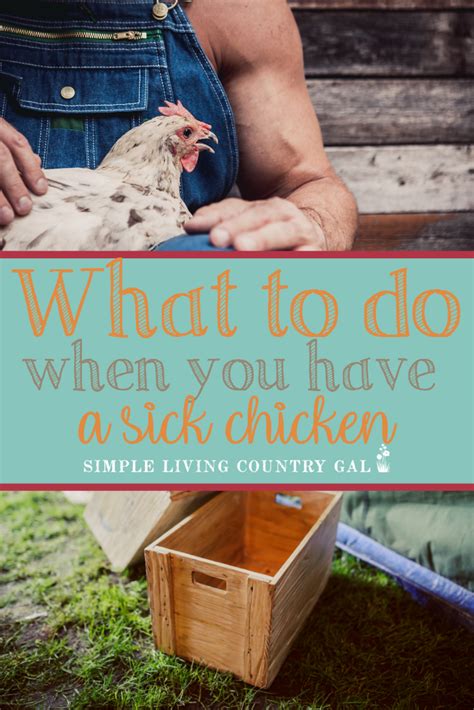 What Should You Do If You Have A Sick Chicken Chickens Backyard