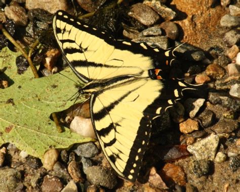 Papilio Canadensis Papilio Canadensis Bugguide Net