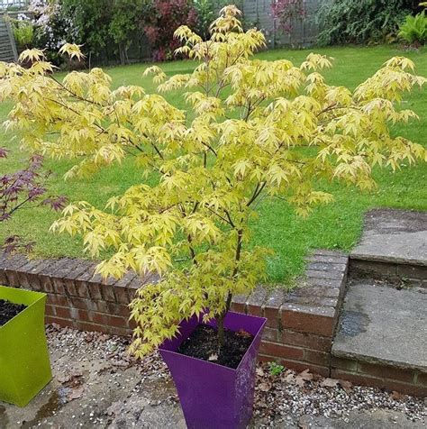 Katsura Acer Plants For Sale Japanese Maple Free Shipping