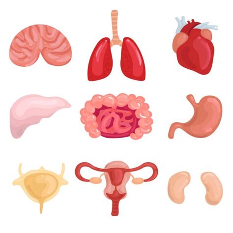 Cartoon Human Organs Set Anatomy Of Body Reproductive System Lungs
