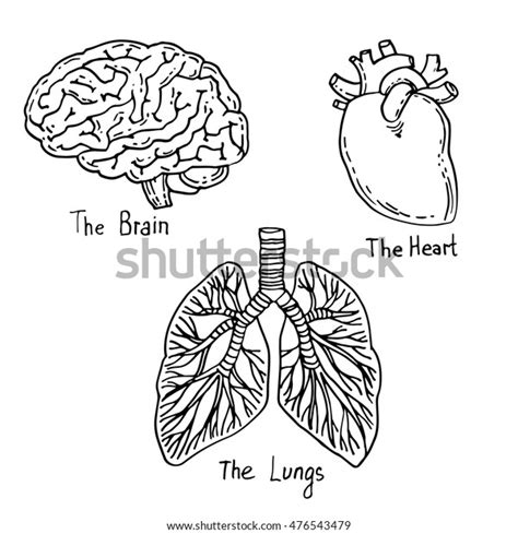 Human Organs Brain Heart Lungs Hand Stock Vector Royalty Free 476543479