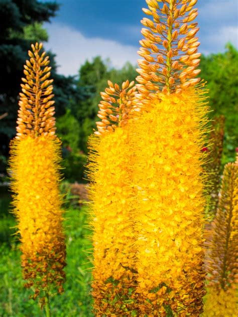 Foxtail Lily Care How To Plant Foxtail Lilies