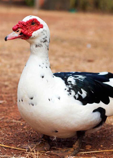 33 Muscovy Duck Facts Red Faced Musky Duck Goose Muscovy Duck Duck