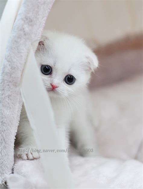 31 Very Beautiful Scottish Fold Cat Pictures And Photos