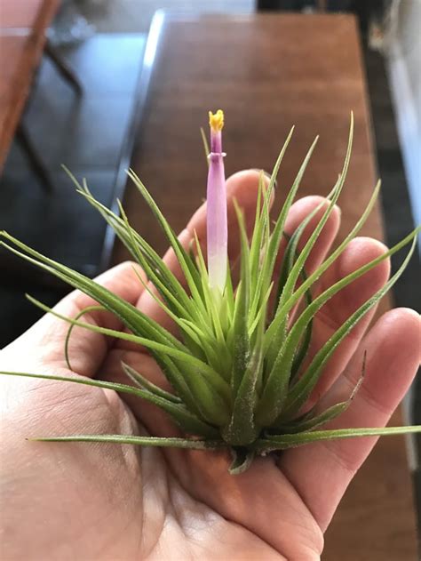 My Air Plant Is Blooming Gardening