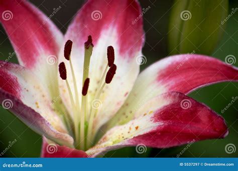 Red And White Lily Royalty Free Stock Photography Image 5537297