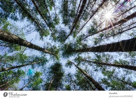 Bottom View Of Tall Pine Trees In The Forest Against The Sky And Clouds