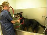Images of Dog Bathing Services Near Me