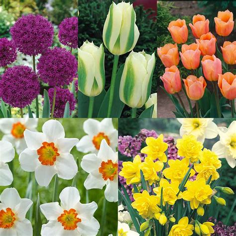 Premium Spring Bulb Collection Garden Offers