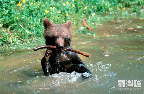 European Brown Bear Cub Playing Ursus Arctos Stock Photo Picture And