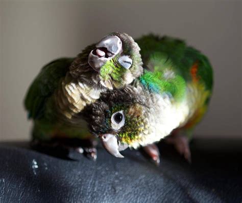All You Need To Know About Green Cheeked Conure Conure Parrots Pet
