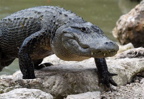 Huge Hissing Florida Alligator Snaggletooth Filmed Up Close During