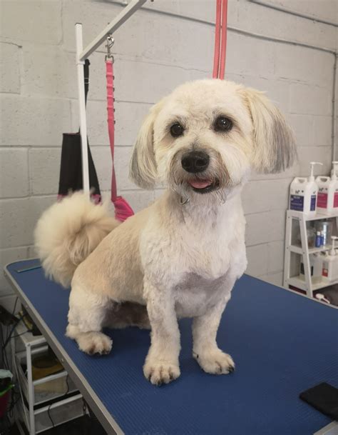 Gallery – Dog Grooming Newport, Dog Grooming Cardiff, Luxury Dog