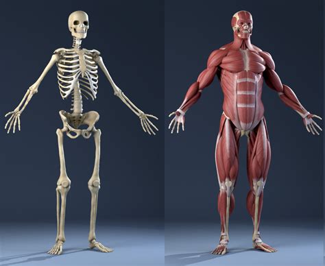 Our human torsos feature the physiological features of the abdomen, chest, neck, head, and upper leg region. realistic anatomy skeleton muscles 3d model