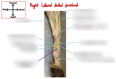 Right Lateral Distal Forelimb Diagram Quizlet