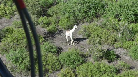 very rare white giraffe in danger from poachers is outfitted with protection the hill