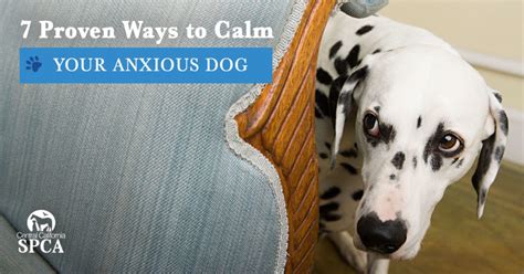 7 Proven Ways To Calm Your Anxious Dog Central California Spca