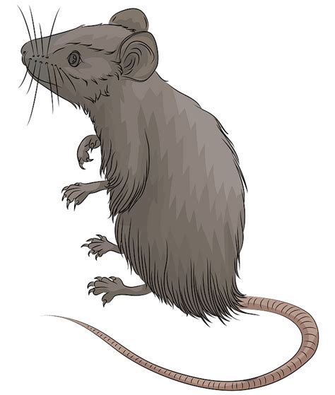 Mouse Rat Clipart Transparent Png Hd Gray Side Mouse Clipart Rat