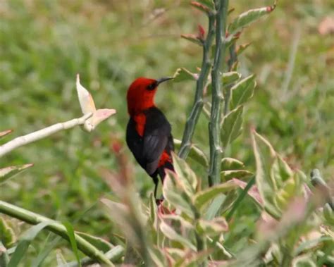 Cardinal Myzomela Facts Diet Habitat And Pictures On Animaliabio