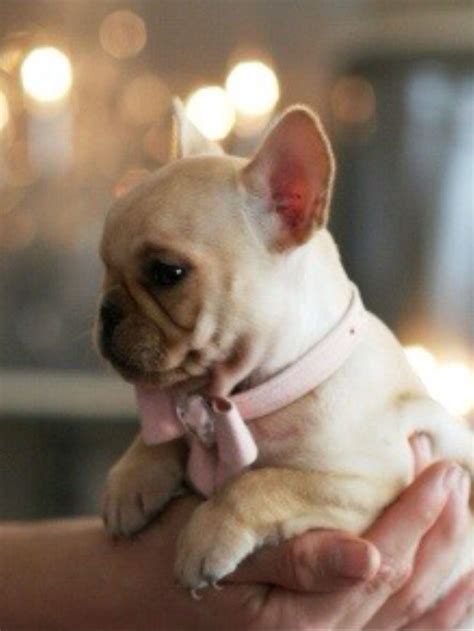 If you want to know more about the. French Bulldog Puppy... Baby Accessories