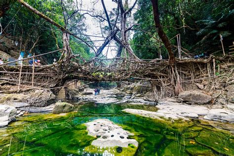 Will Meghalayas Living Root Bridges Get The Unesco World Heritage Tag