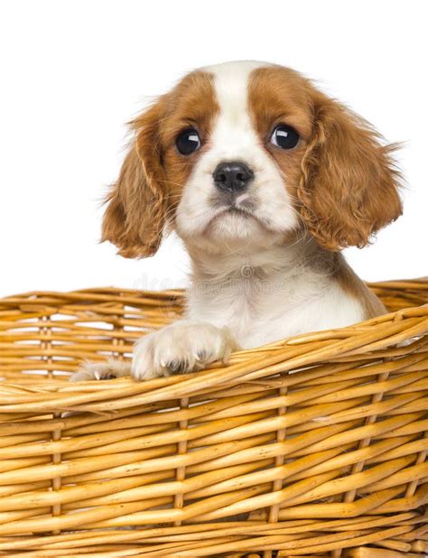 Close Up Of A Cavalier King Charles Puppy 2 Months Old Stock Image