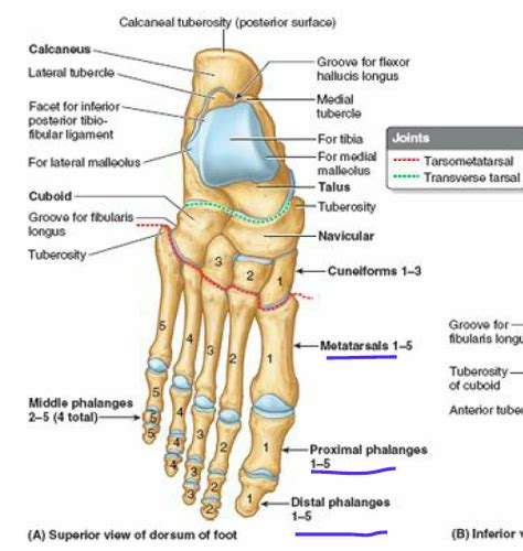 Week 8 Bones Ligaments And Joints Of The Foot Incl Arches