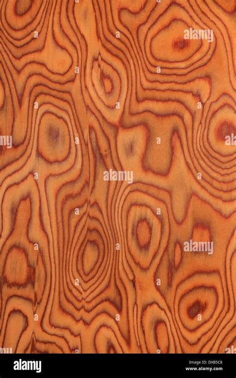Beautiful Texture Of Root Oak Wood Texture Stock Photo Alamy