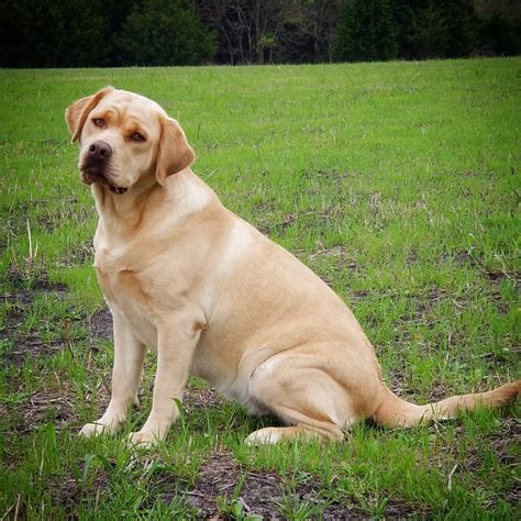 Adult Labs Akc Registered Labradors North Texas
