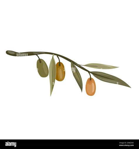 Olive Tree Branch With Olives Flat Vector Illustration Isolated On