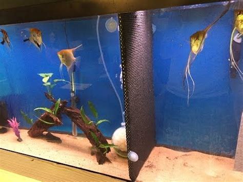 May 06, 2021 · to add fish to a new tank, begin by turning off the lights in the aquarium to create a calm environment for the fish. Pin on BETA FISH