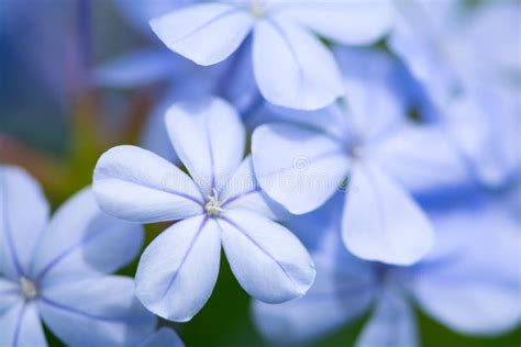 Feche O Jasmim Azul Claro Ou A Flor Ixora Plumbago Contexto Da Natureza