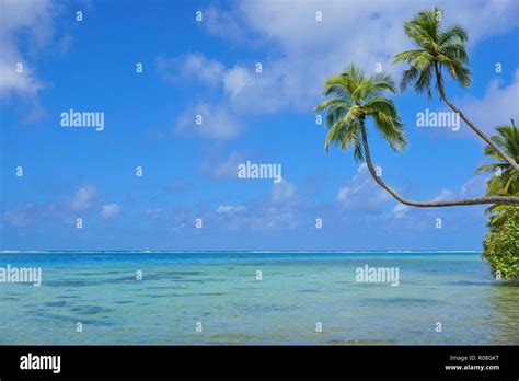 Tropical Seascape Two Coconut Palm Trees Lean Over A Lagoon With Cloudy