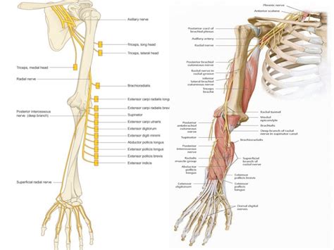 Radial Nerve Injury