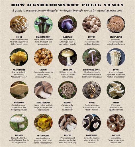 I made a guide explaining the origins behind some mushroom names ...