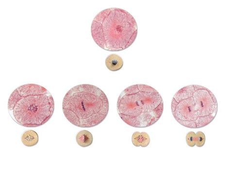 By identical, it means that. Mitosis Slides | Mitosis, Cell division, Slides