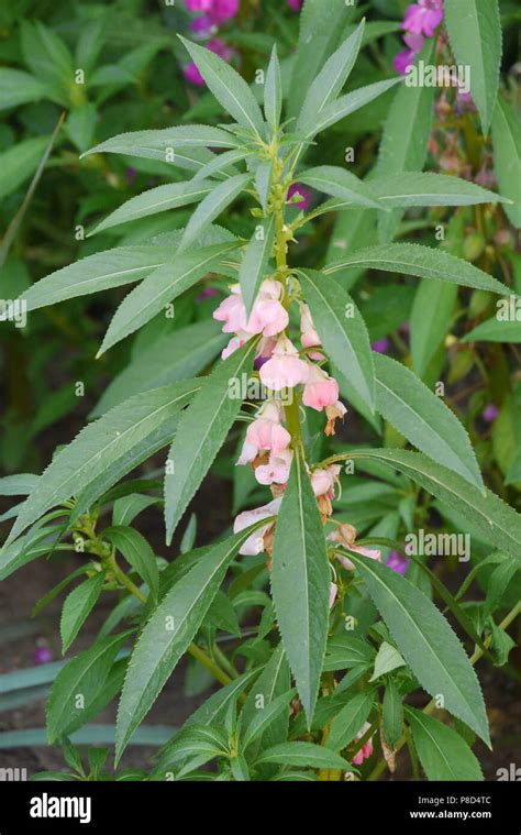 34 Plant With Long Pink And Green Leaves