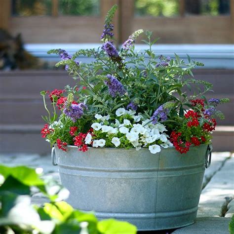 Top 10 Patriotic Container Recipes Proven Winners Container Flowers