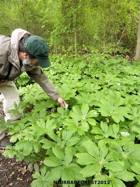 Don Torinos Life In The Meadowlands Mayapple Wildflower