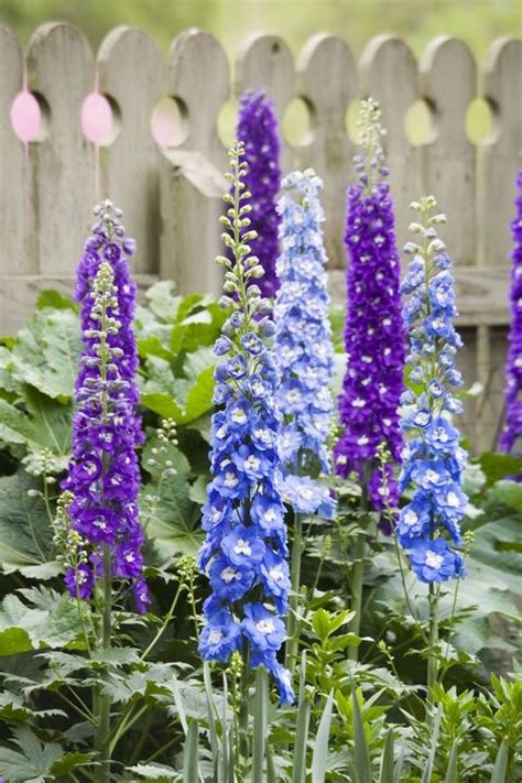 25 Best Summer Flowers Popular Flowers To Plant In The Summer