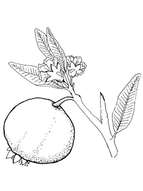 Pomegranate coloring pages. Download and print Pomegranate coloring pages.