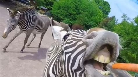 Feeding Time At Zoo Captured Like Never Before News Uk Video News