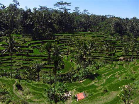 Let S Go Around The World Keindahan Sawah Terasering Di Bali