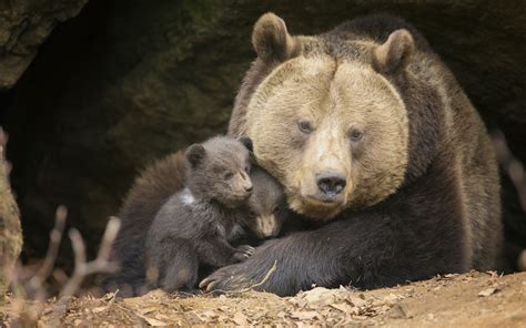 brown bear hibernating
