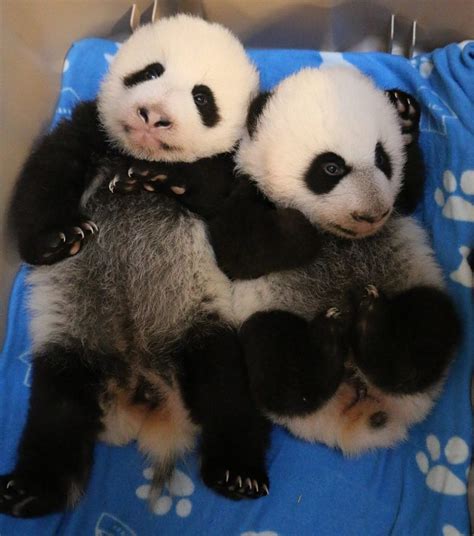 Torontos Giant Pandas Have Their 100 Day Celebration Zooborns